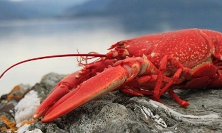 Lobster on rock. 